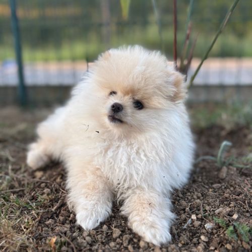 Spitz allemand #1