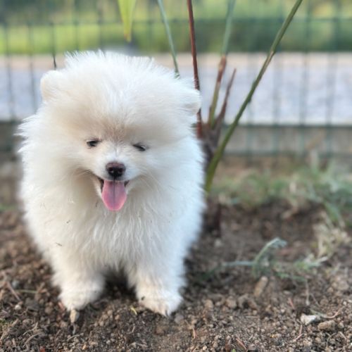Spitz allemand #2