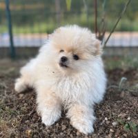 Spitz allemand #1