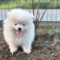 Spitz allemand #2