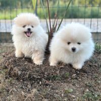 Spitz allemand