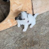 Zia petit bébé #6