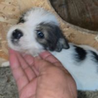 Zia petit bébé #7