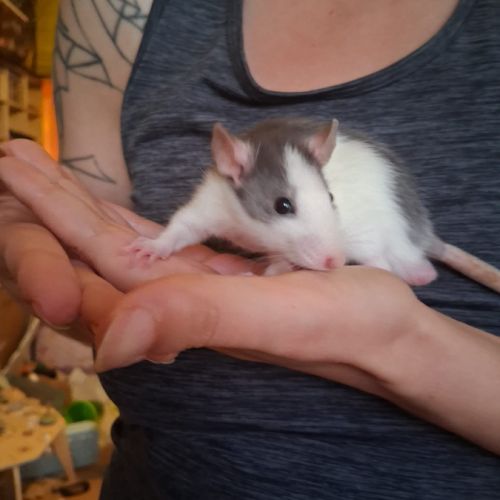 Ratons mâles #1