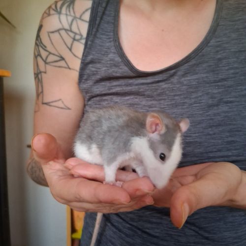 Ratons mâles #2