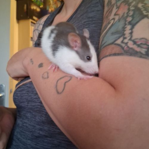 Ratons mâles