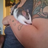 Ratons mâles #0