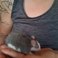 Ratons mâles #4