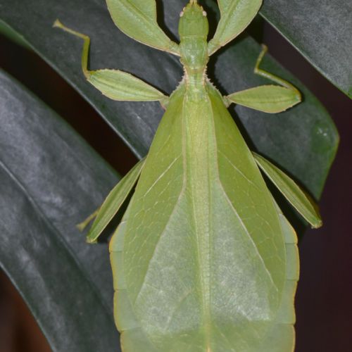 Oeufs de phyllium philippinicum