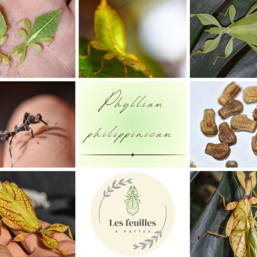 Oeufs de phyllium philippinicum