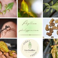 Oeufs de phyllium philippinicum