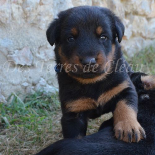 Magnifiques chiots beaucerons #2