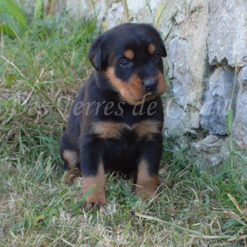 Magnifiques chiots beaucerons #3