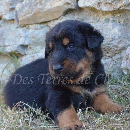 Magnifiques chiots beaucerons #4