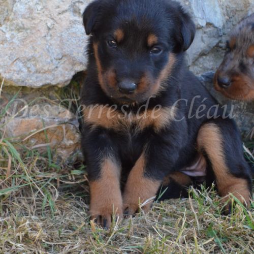 Magnifiques chiots beaucerons #5