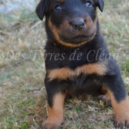 Magnifiques chiots beaucerons #6