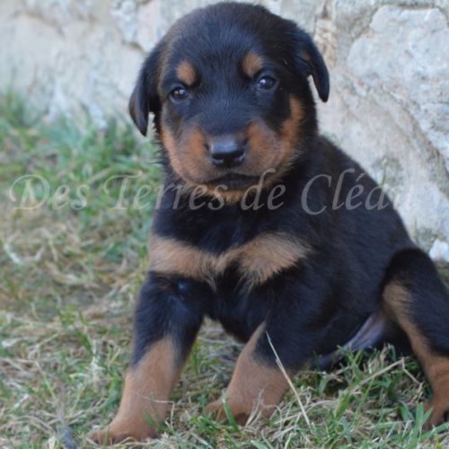 Magnifiques chiots beaucerons #7