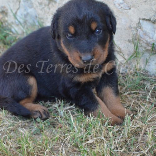 Magnifiques chiots beaucerons #8