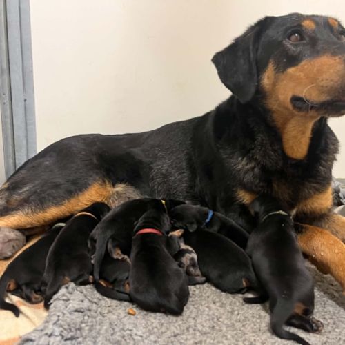 Magnifiques chiots beaucerons #0