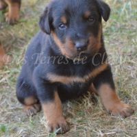 Magnifiques chiots beaucerons #1