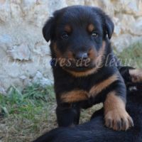 Magnifiques chiots beaucerons #2