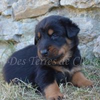 Magnifiques chiots beaucerons #4