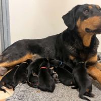 Magnifiques chiots beaucerons