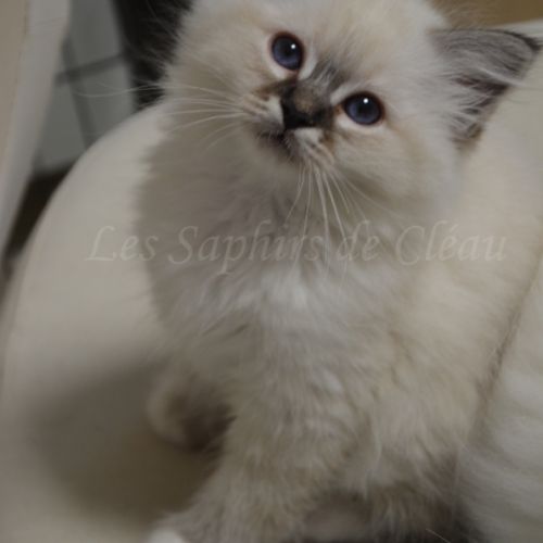 Adorables chatons sacrés de birmanie #1