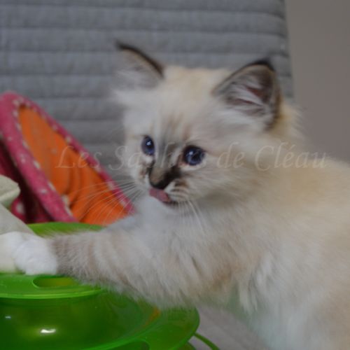 Adorables chatons sacrés de birmanie #2