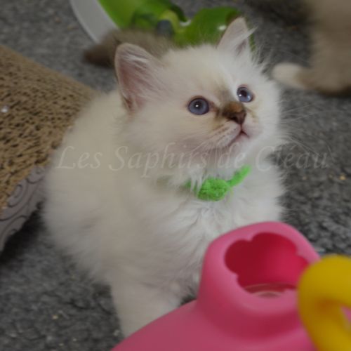Adorables chatons sacrés de birmanie #4