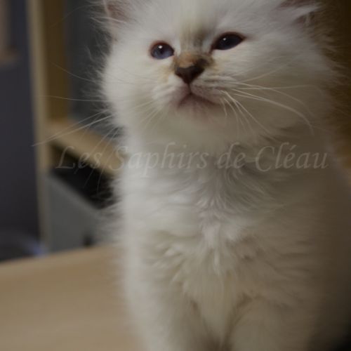 Adorables chatons sacrés de birmanie #5