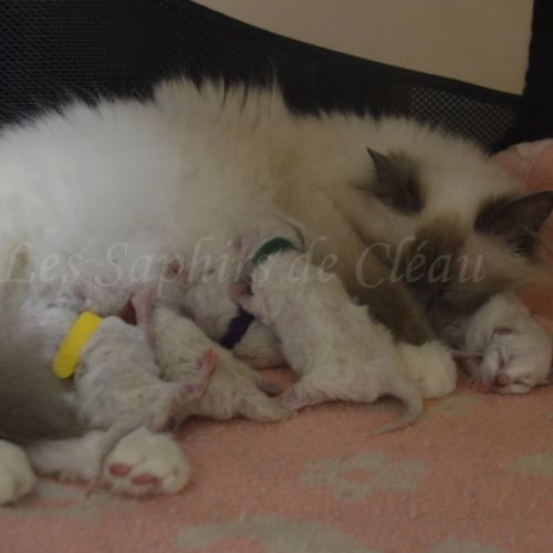 Adorables chatons sacrés de birmanie #0