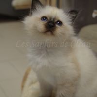 Adorables chatons sacrés de birmanie #3