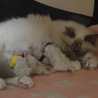 Adorables chatons sacrés de birmanie
