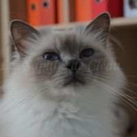 Adorables chatons sacrés de birmanie #7