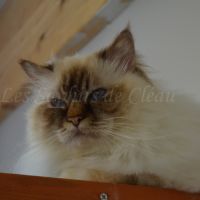 Adorables chatons sacrés de birmanie #8