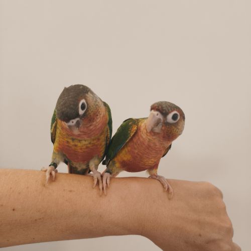 Conure de molina opaline eam #1