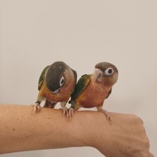 Conure de molina opaline eam