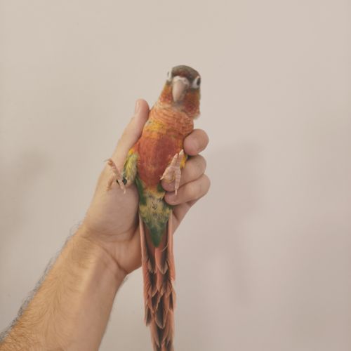 Conure de molina opaline eam #3