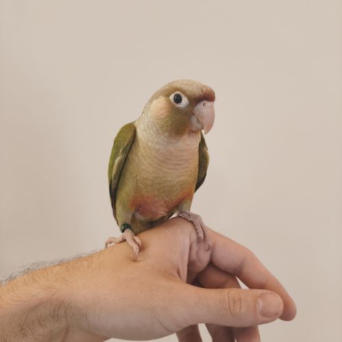 Conure de molina cinnamon eam