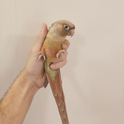 Conure de molina cinnamon eam #4
