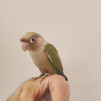 Conure de molina cinnamon eam #3