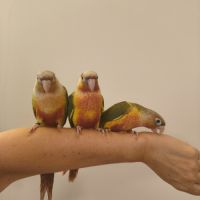 Conure de molina ananas eam #1