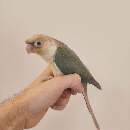Conure de molina turquoise cinnamon eam #1