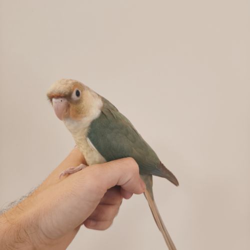 Conure de molina turquoise cinnamon eam #2