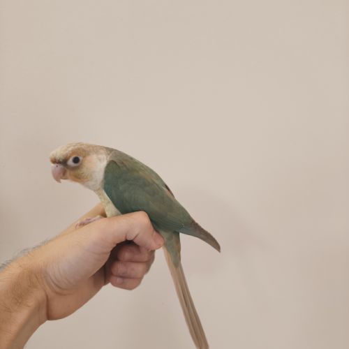 Conure de molina turquoise cinnamon eam #5