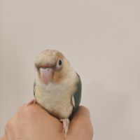 Conure de molina turquoise cinnamon eam #3