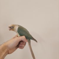 Conure de molina turquoise cinnamon eam #5