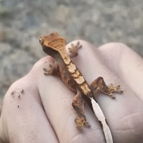 Gecko à crête morphée harlequin #3