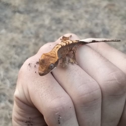 Gecko à crête morphée harlequin #4